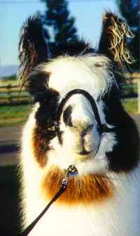 Gypsy_face