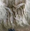 Champaigns Wool
