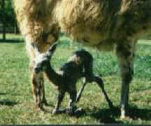 Wobbly Cria