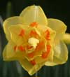 Daffodil