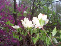 redbuds