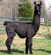 java_3_04_100_web.jpg