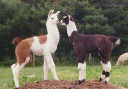 cria kissing