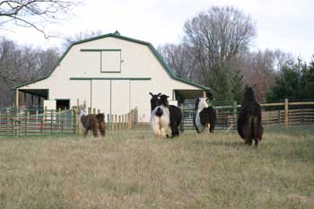 herd_96