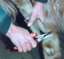 Toenail Trimming